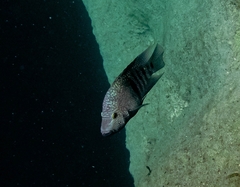 Herichthys carpintis