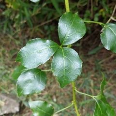 Eleutherococcus trifoliatus