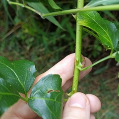 Eleutherococcus trifoliatus