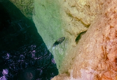 Herichthys carpintis