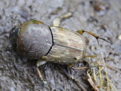 Euoniticellus fulvus
