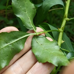 Eleutherococcus trifoliatus