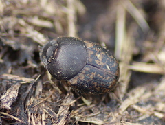 Onthophagus fracticornis