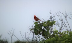Cardinalis cardinalis cardinalis