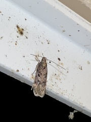 Chionodes formosella