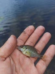 Lepomis gibbosus × peltastes