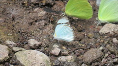 Itaballia demophile centralis