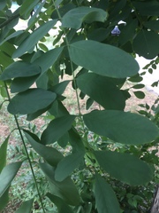 Robinia