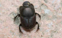 Onthophagus illyricus