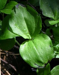 Neottia convallarioides