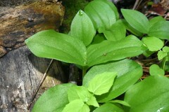 Neottia convallarioides