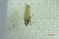 Draeculacephala balli