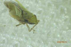 Draeculacephala balli