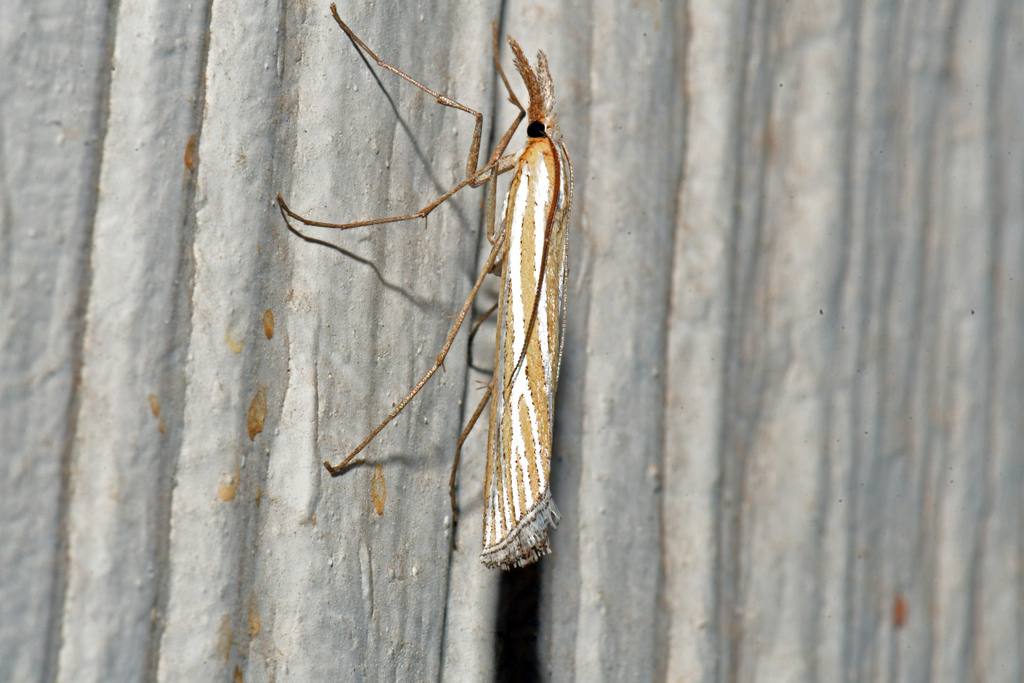 Eufernaldia cadarellus