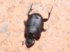 Onthophagus verticicornis
