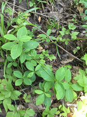 Lonicera dioica