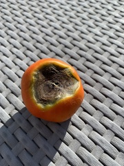 Solanum lycopersicum