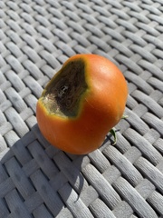 Solanum lycopersicum