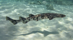 Nursehound photo 4