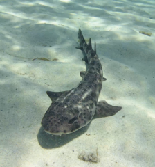 Nursehound photo 5