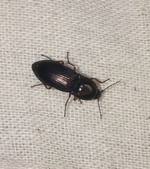 Selatosomus aeneus
