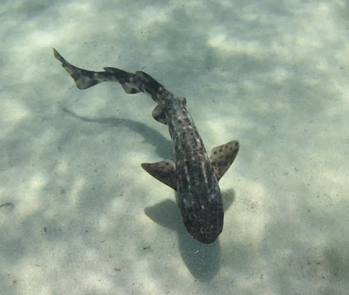 Bull huss (Scyliorhinus stellaris) — Scyliorhinidae — 3