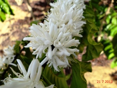 Coffea canephora