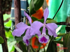Cattleya warneri