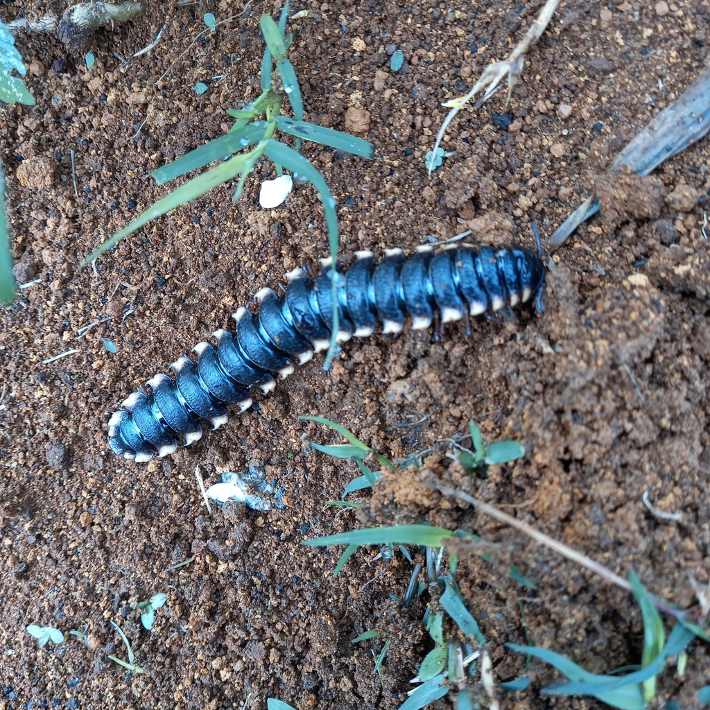 Polylepiscus
