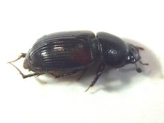 Nialus varians