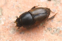 Colobopterus erraticus