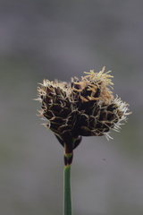 Carex parviflora