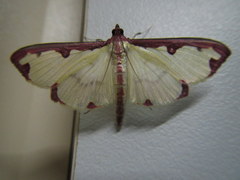 Cadarena pudoraria