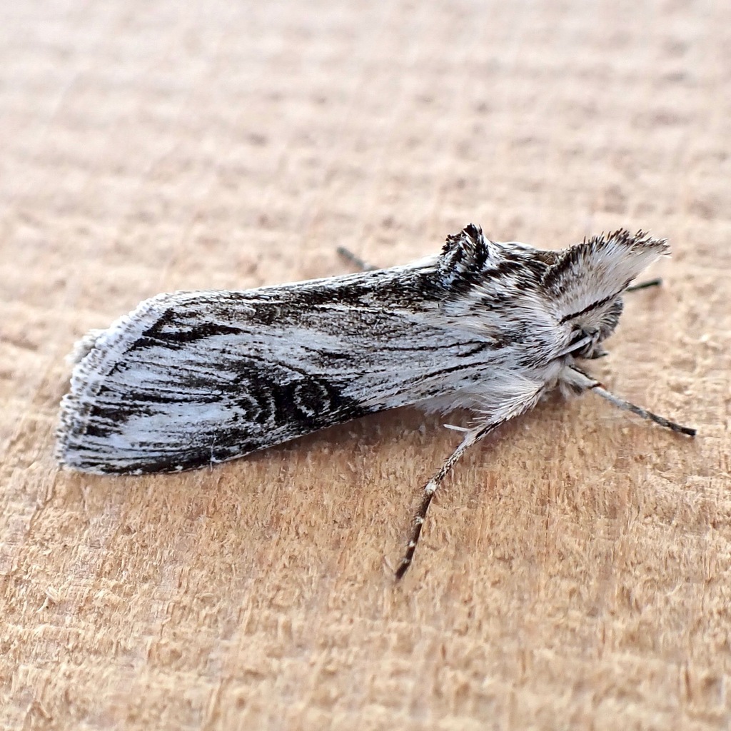 Cucullia mcdunnoughi