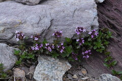 Thymus praecox polytrichus