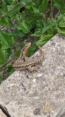 Podarcis muralis