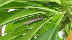 Euploea phaenareta