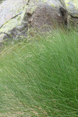 Festuca scabriculmis