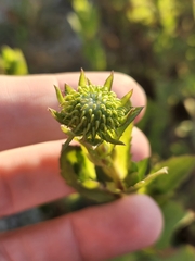 Grindelia stricta platyphylla