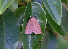 Calymera