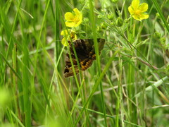 Euclidia glyphica