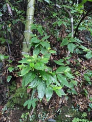 Rhododendron mariesii
