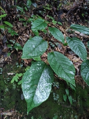 Neoshirakia japonica
