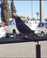Columba livia domestica