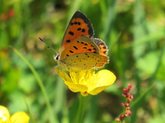 Lycaena phlaeas hypophlaeas