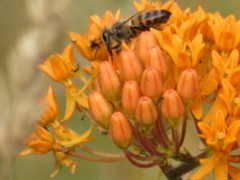 Asclepias tuberosa interior
