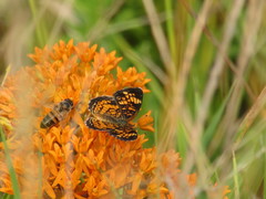 Asclepias tuberosa interior