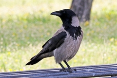 Corvus cornix