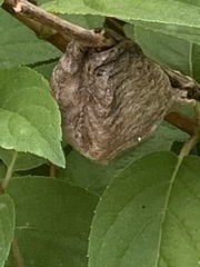 Tenodera sinensis