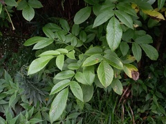 Sambucus lanceolata
